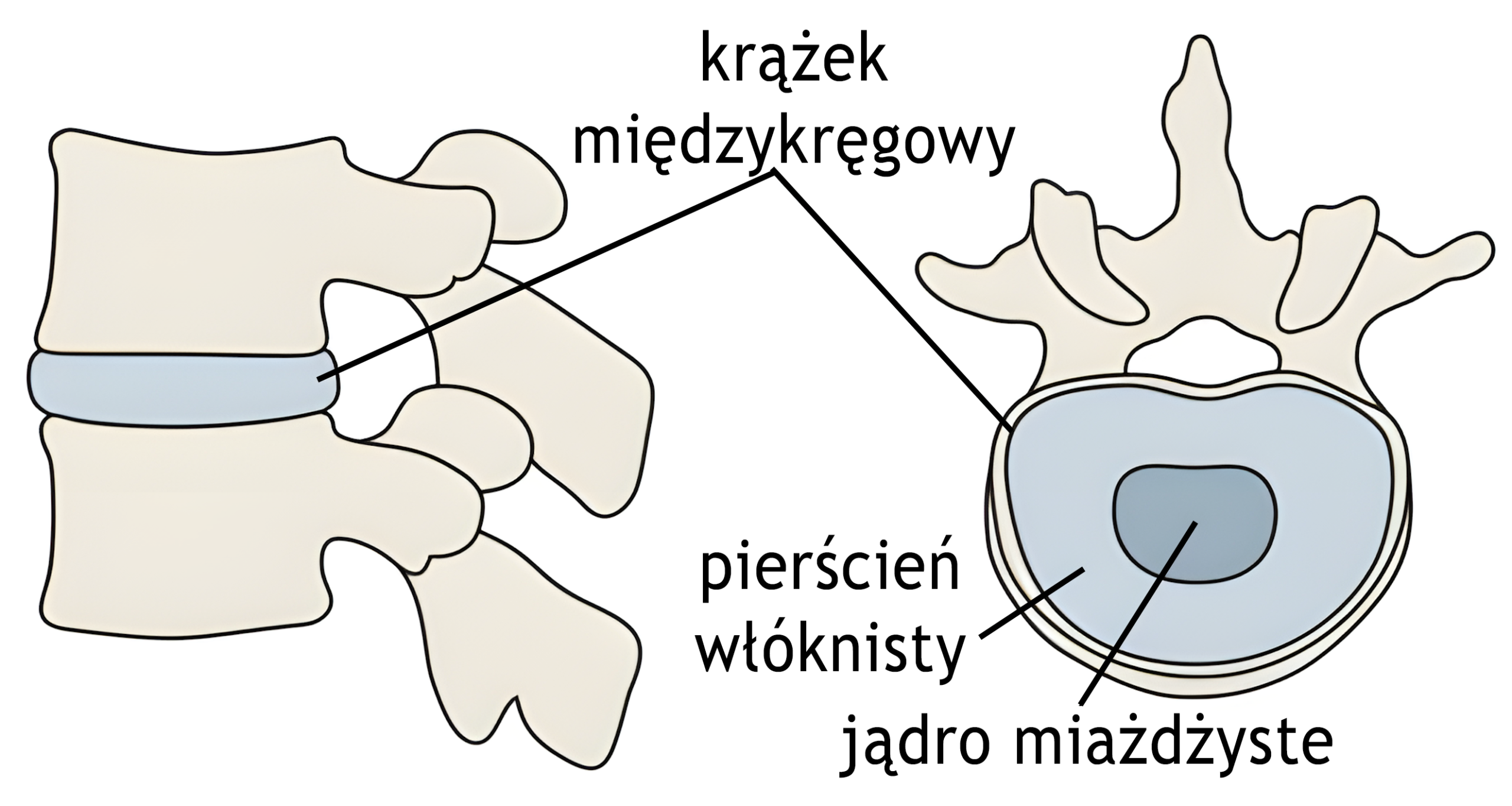Krążek międzykręgowy – budowa