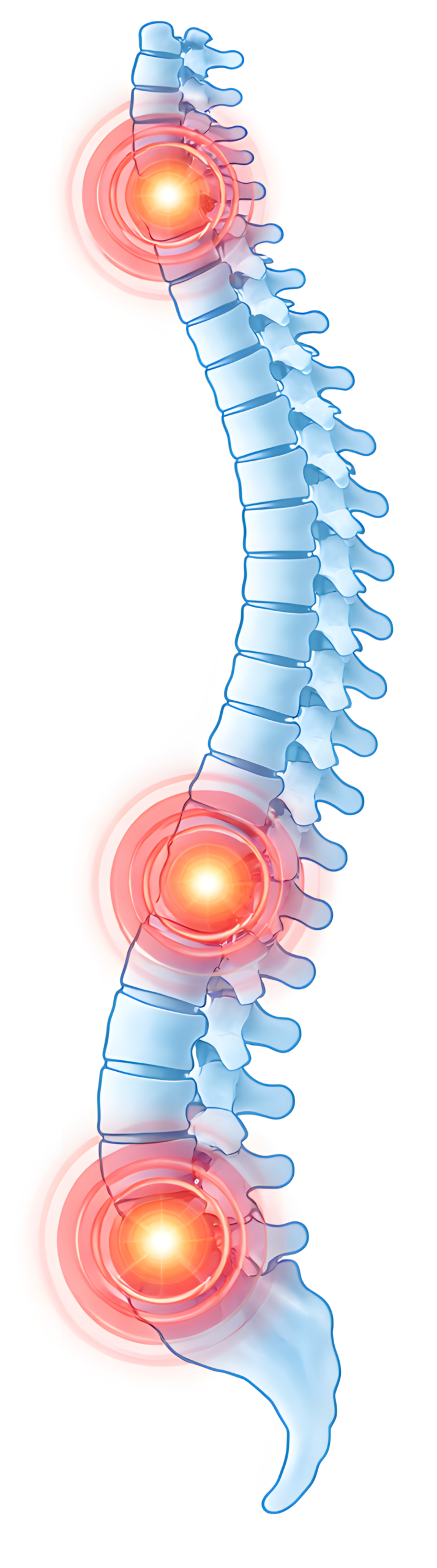 Kręgosłup – schemat